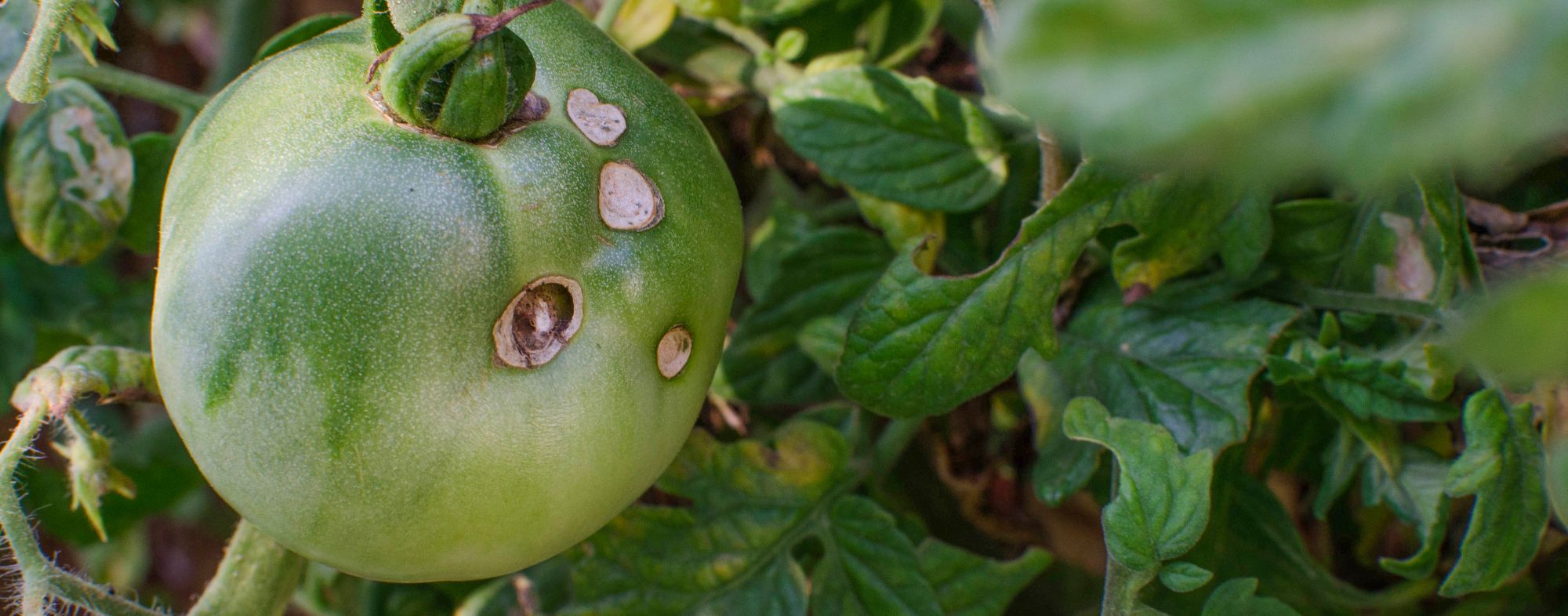 Lagarta-do-tomate