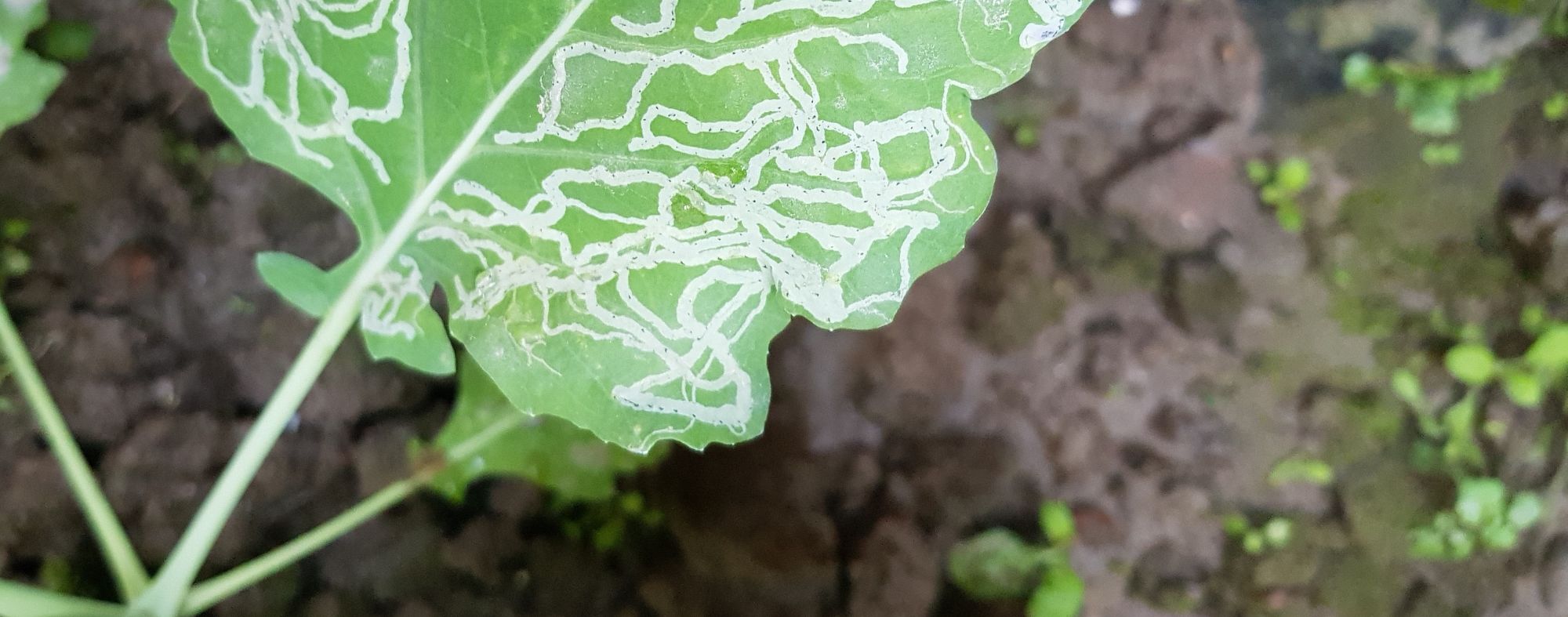 Larva-mineira