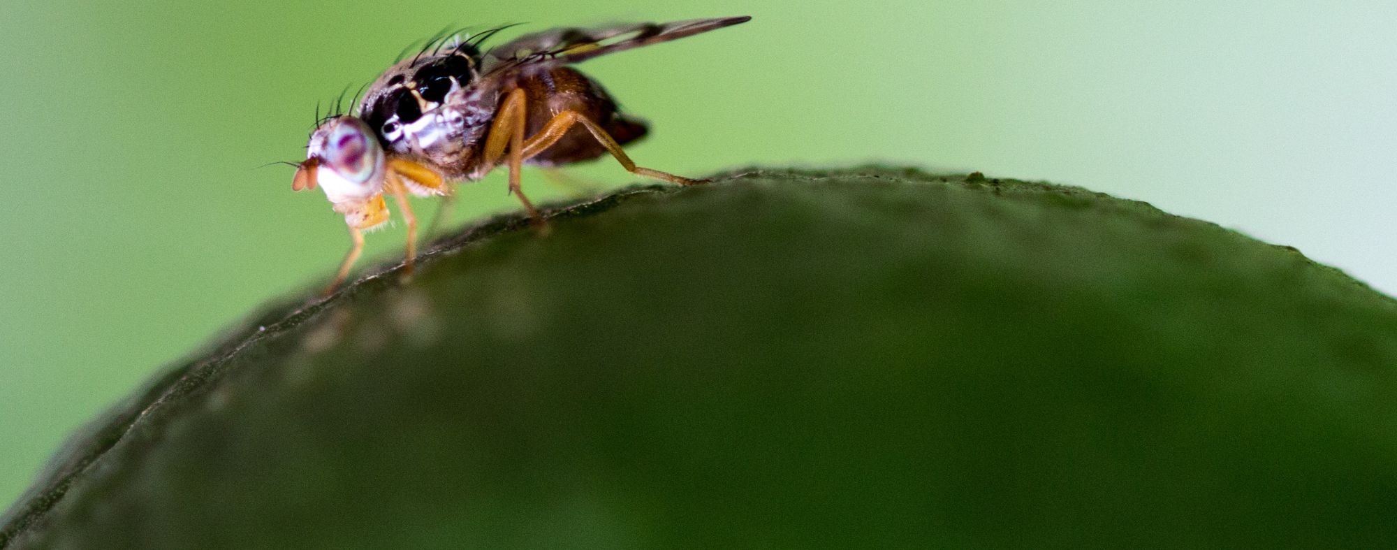 Mosca-do-mediterrâneo 