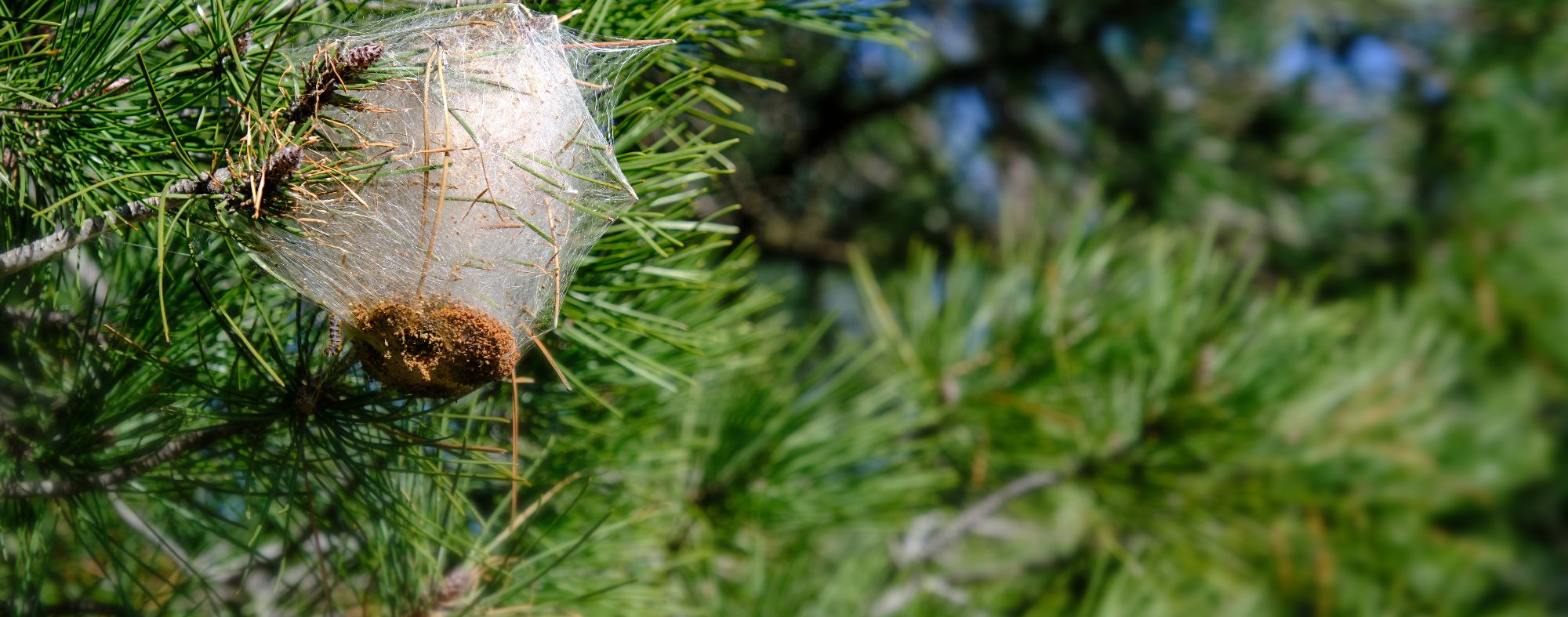 Pine processionary