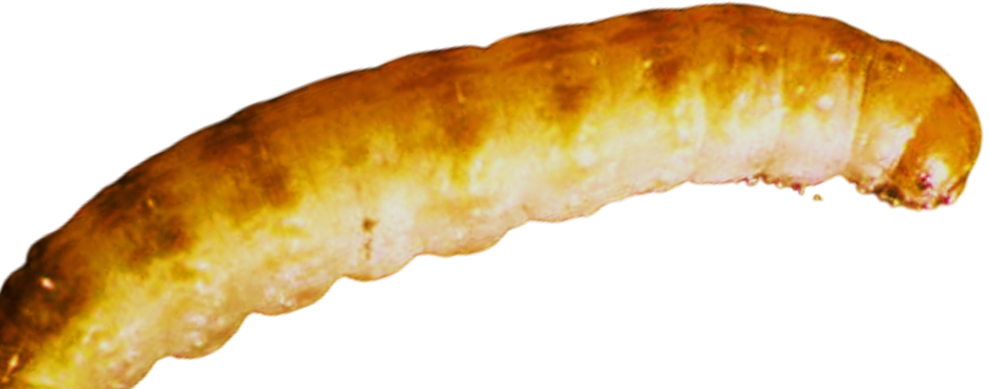 Traça-do-limoeiro