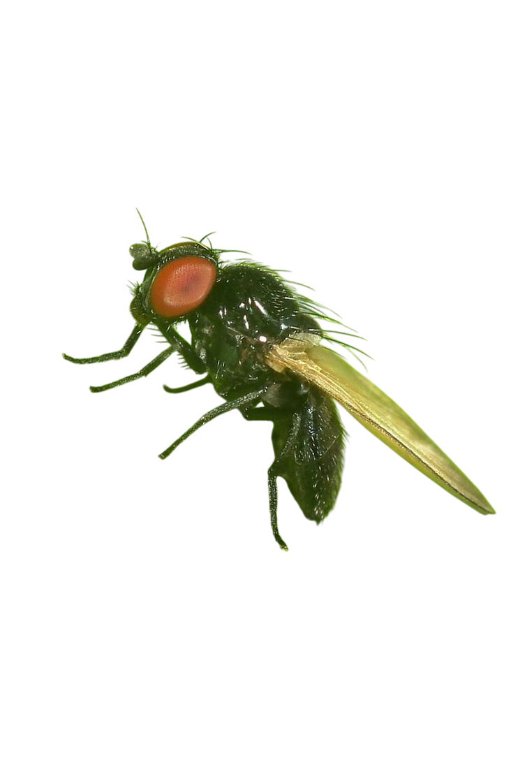 Mosca-das-flores-do-maracujazeiro