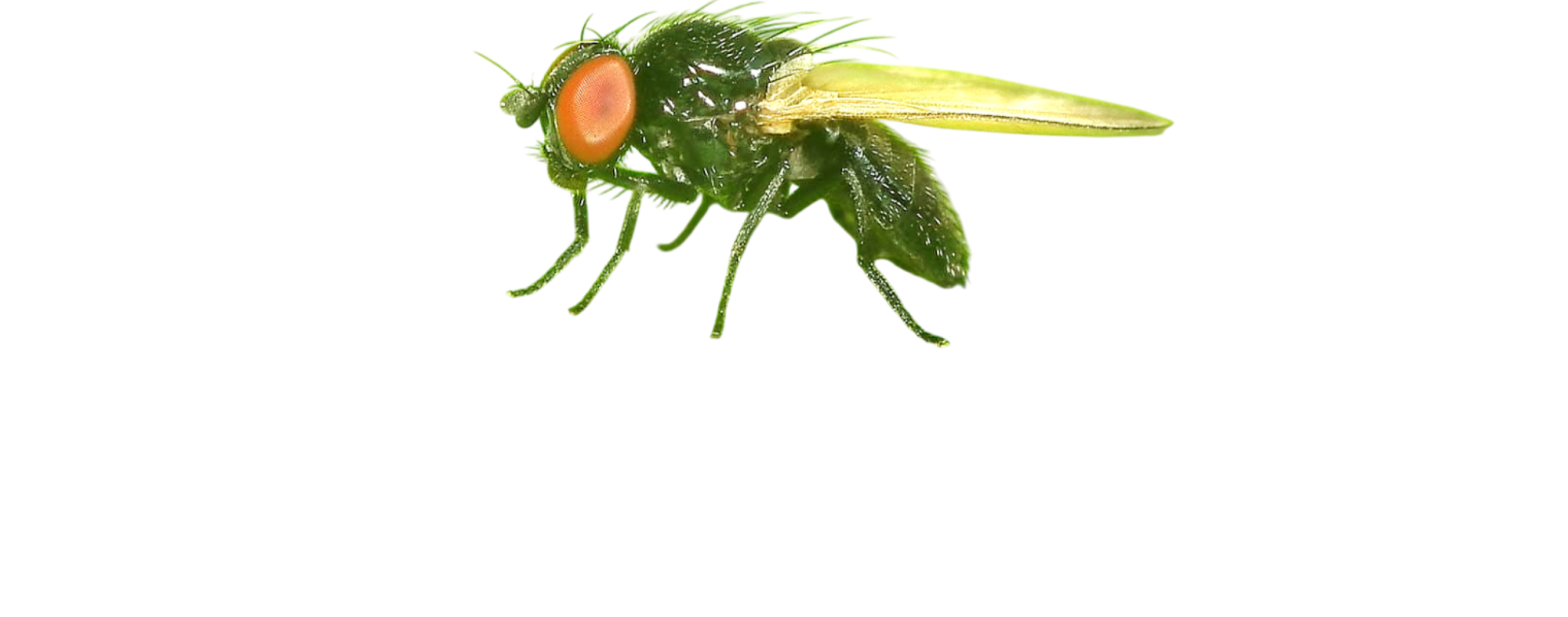 Mosca-das-flores-do-maracujazeiro