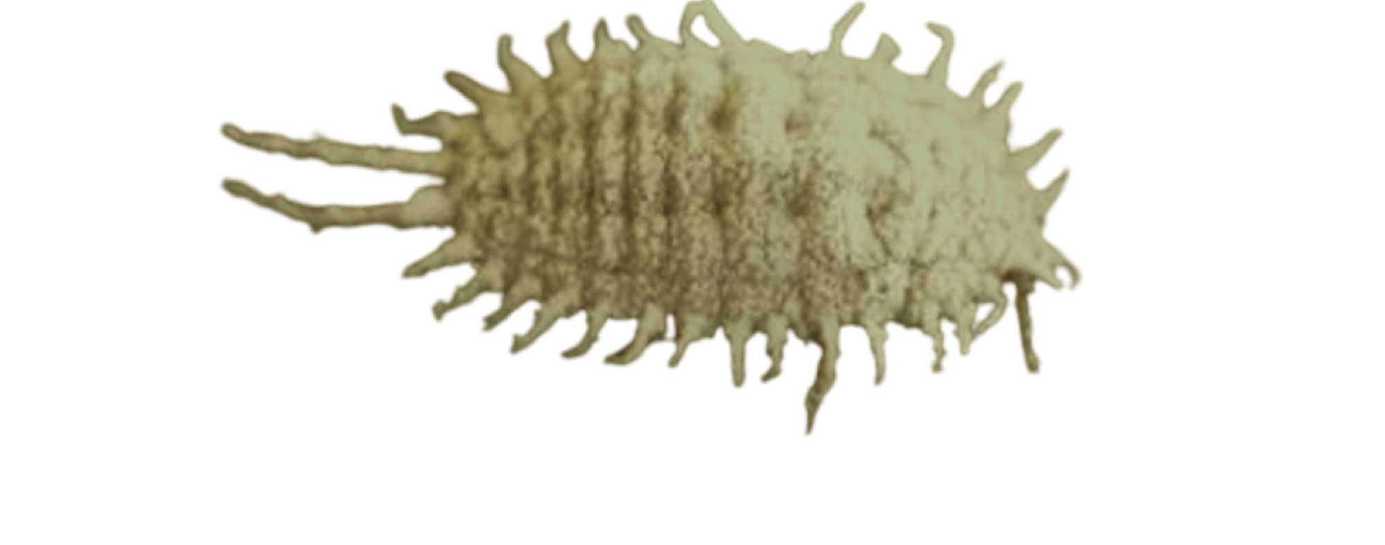 Cochonilha-de-Comstock