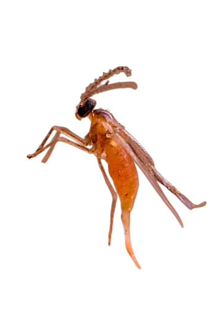 Mosquito-do-caule-da-framboesa