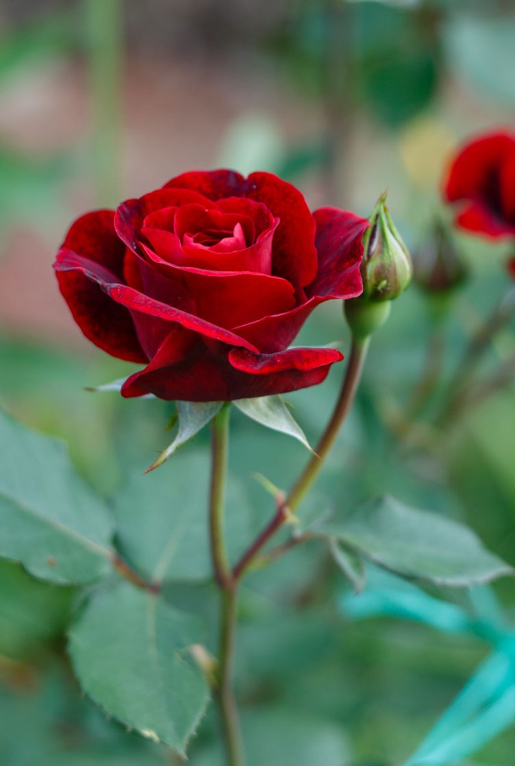 Roseira