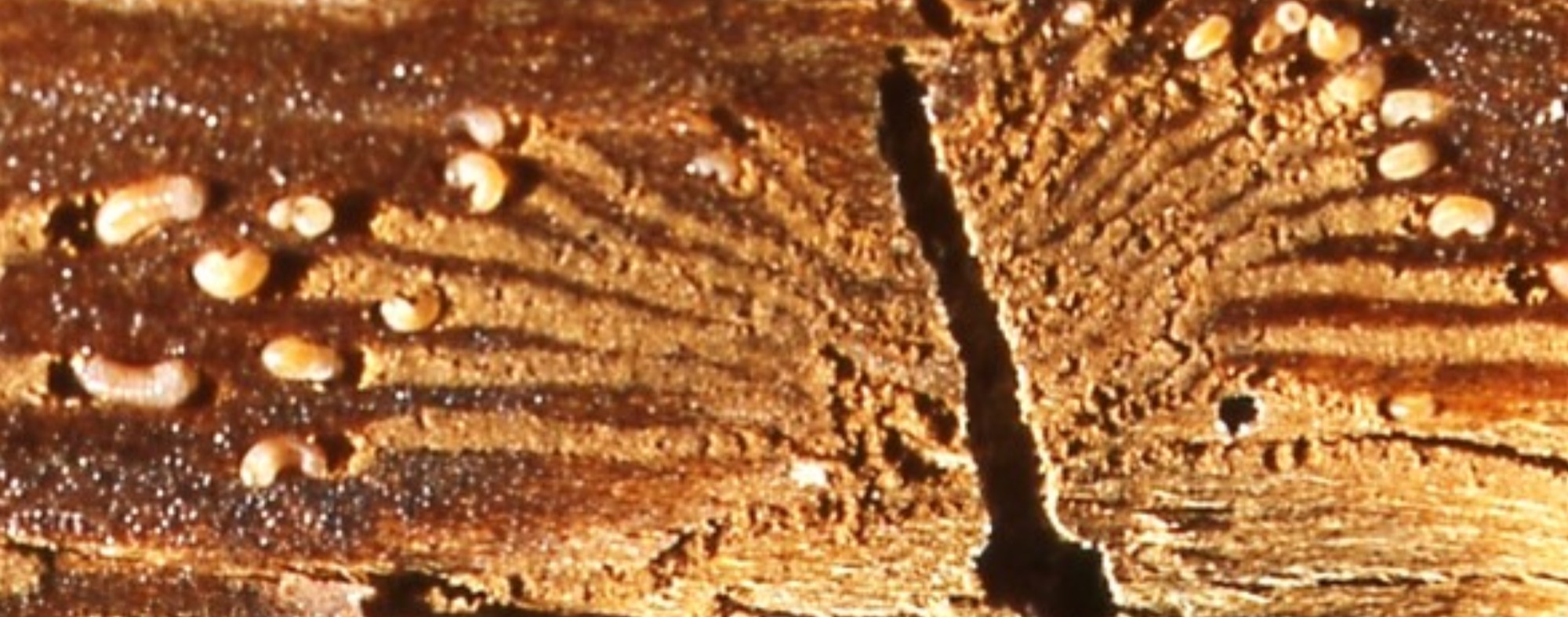 Escaravelho-da-casca-do-ulmeiro