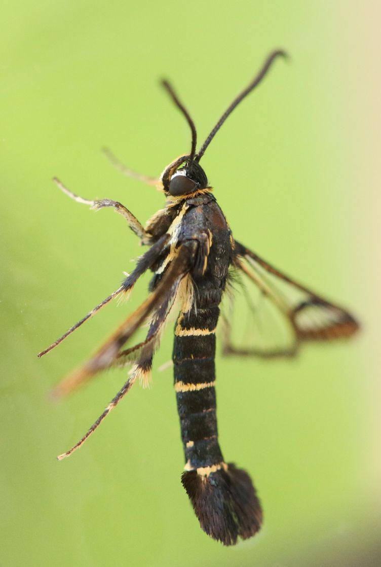 Sésia-da-groselha