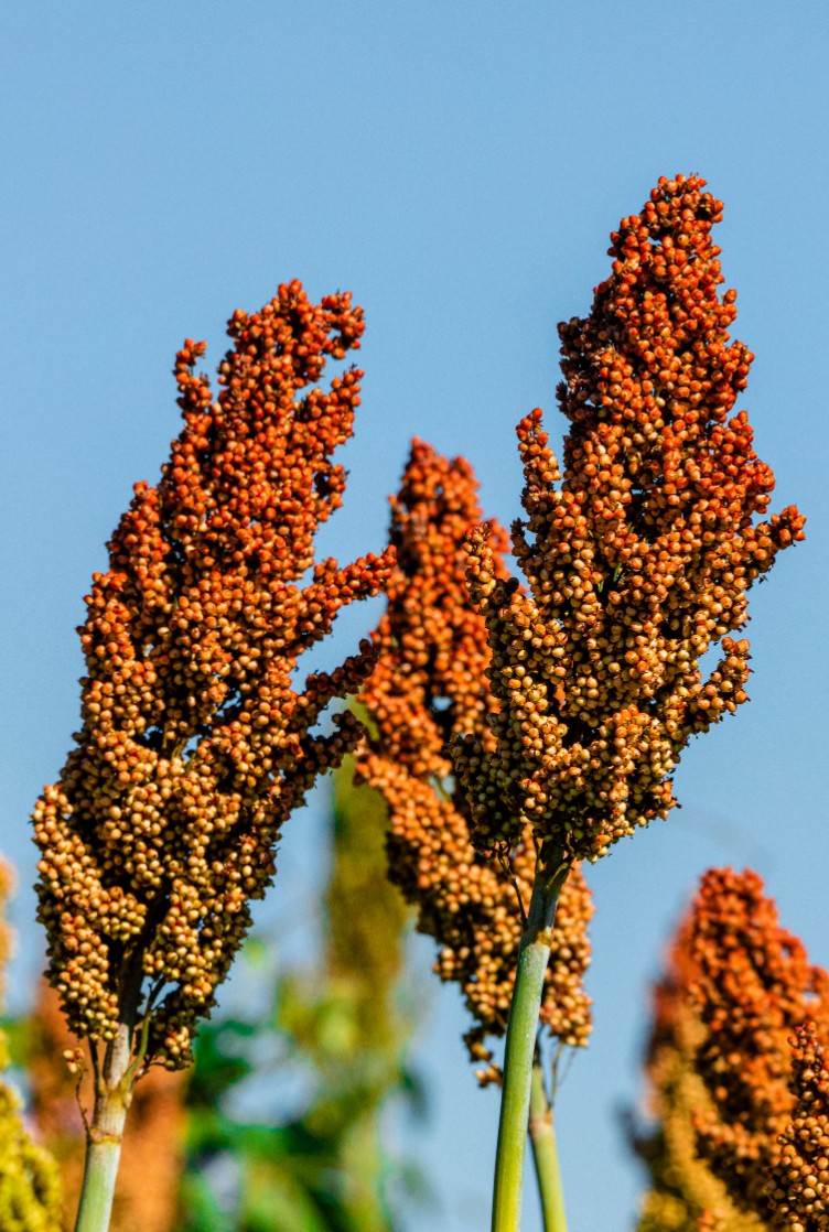 Sorgo