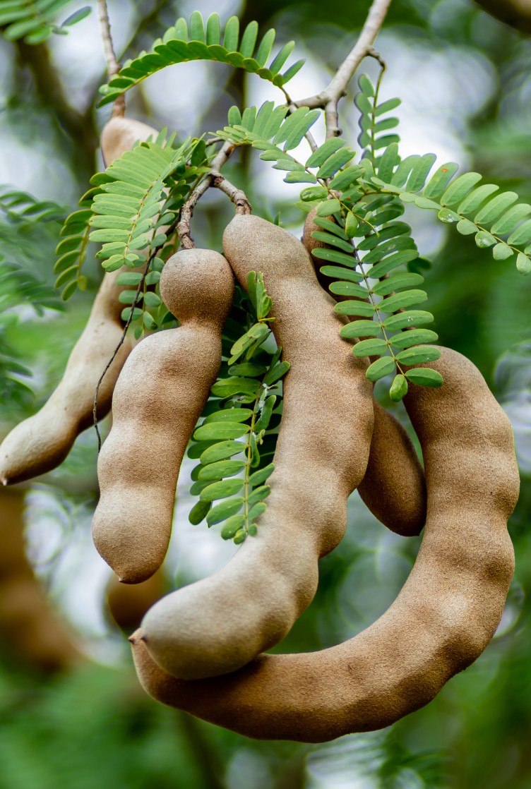 Tamarindeiro