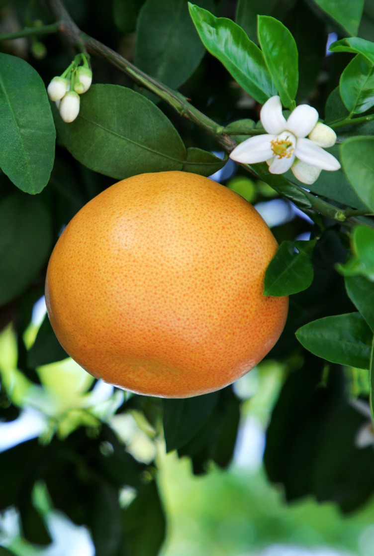 Toranja 