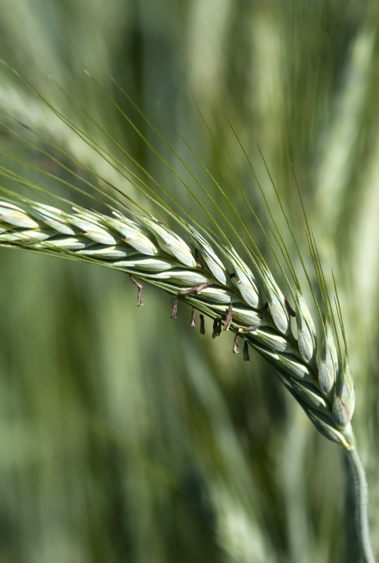 Triticale