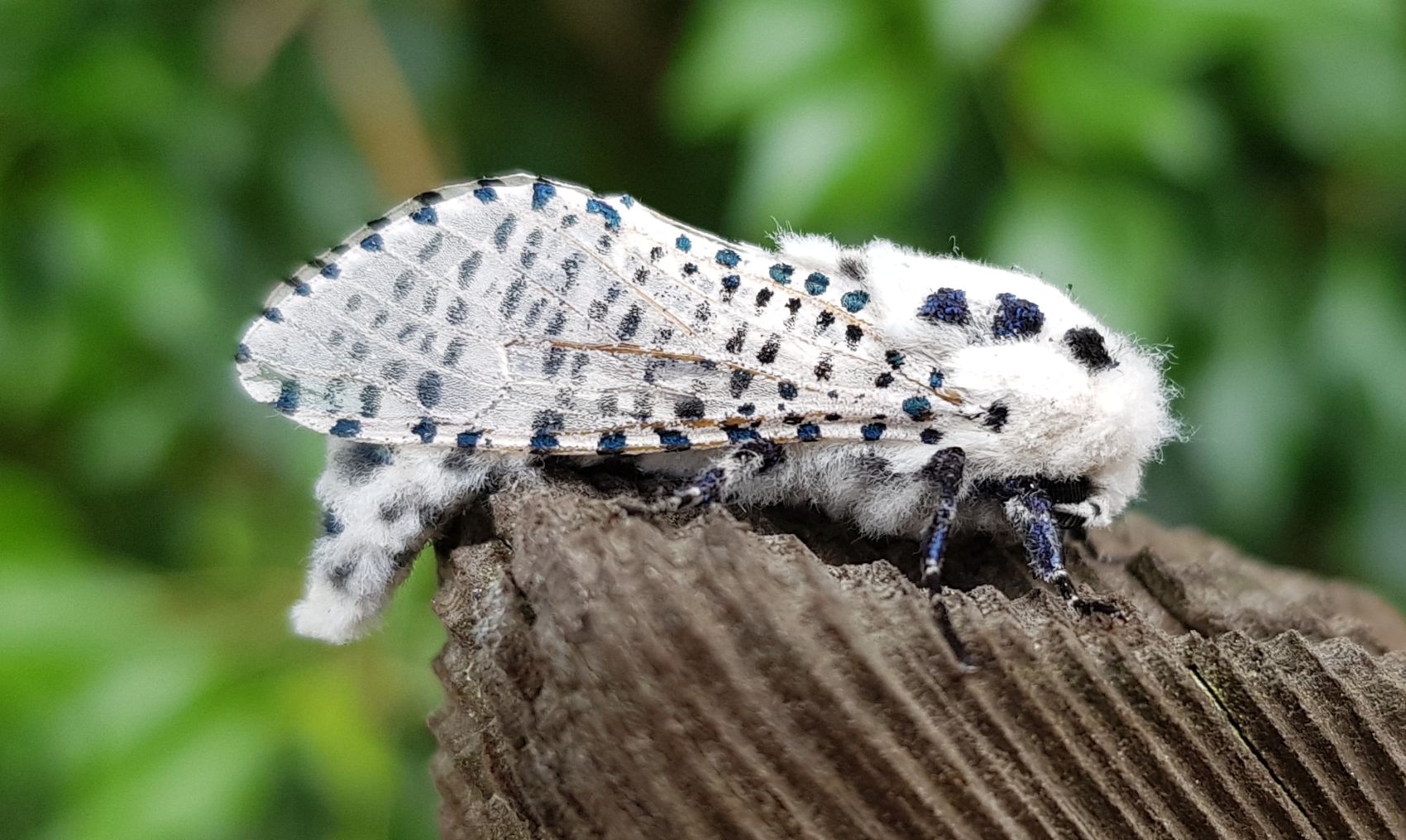 Mating disruption against Zeuzera: finally approved in Portugal!