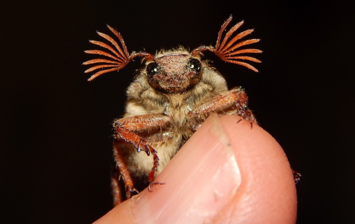 Estágio Entomologia Agrícola e Florestal