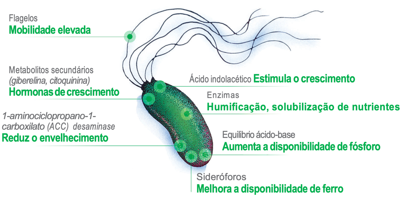 Pseudomonas Putida